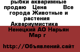 рыбки акваримные продаю › Цена ­ 30 - Все города Животные и растения » Аквариумистика   . Ненецкий АО,Нарьян-Мар г.